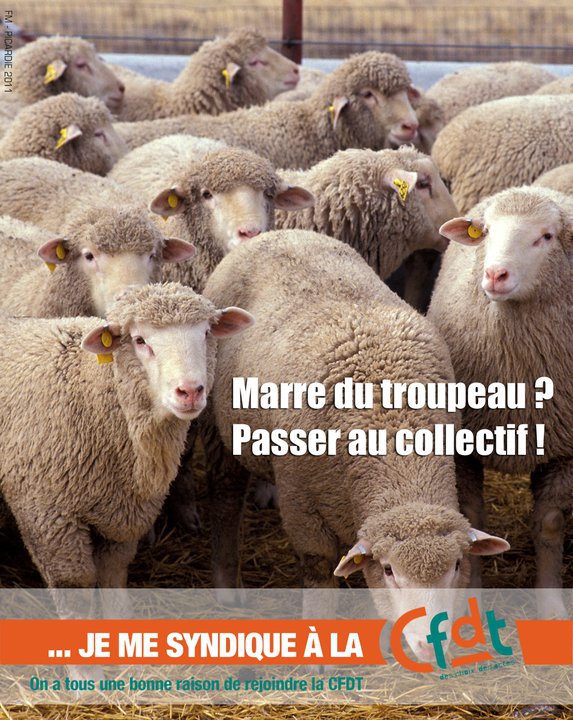 CFDT 2011 Moutons